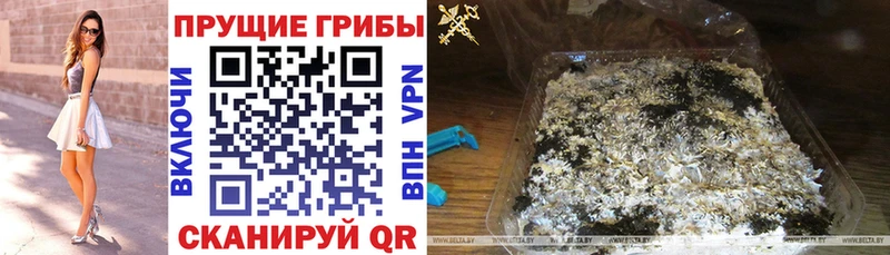 Галлюциногенные грибы прущие грибы  Сураж 